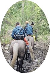 Visitors on Percheron's on the McCarthy Creek-Green Butte Road